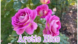 蓝紫色月季北极蓝 ｜抗病性强，开花性好，美到极致｜Arctic Blue Rose｜Disease Resistant｜First Year，Zone 5