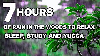 7 hours of rain in the woods to relax, sleep, study and yucca