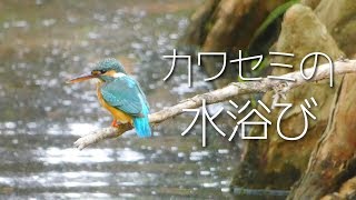 可愛い野鳥｜カワセミの水浴び\u0026鳴き声