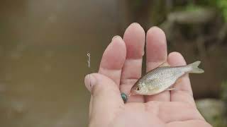 土手沿いの水路でタナゴ釣り31