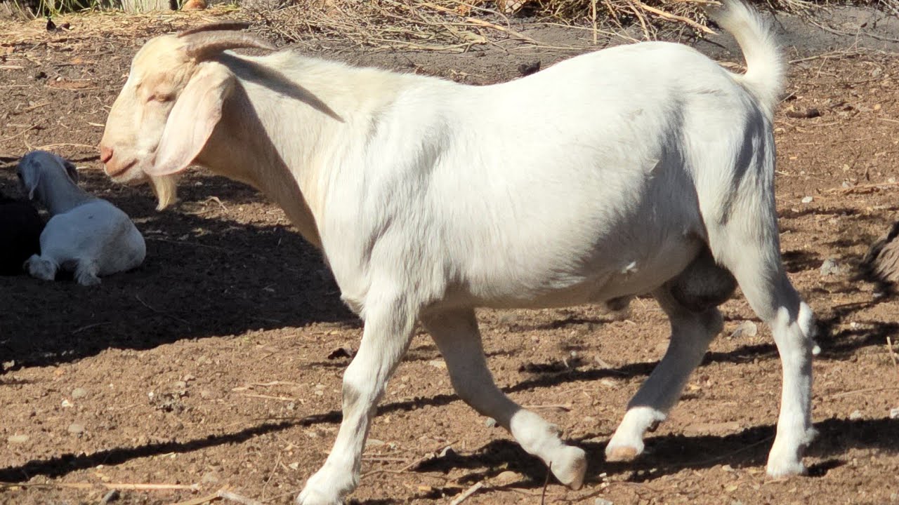 April 11 2024 Youtube