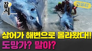 [잠못세] 청상아리가 해변에 올라왔다! 도망쳐야해 말아야해...0_0