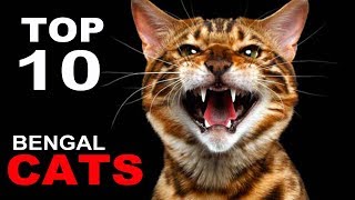 TOP 10 BENGAL CATS BREEDS