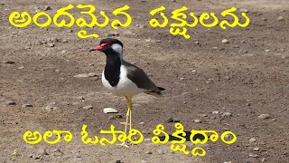 Beautiful Birds at Lake ।। అందమైన పక్షులు ।। Birds Watch  || Karivirala || KranthikumarPulipati