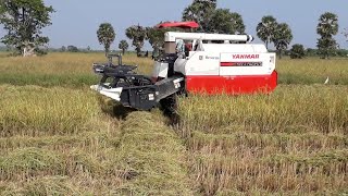 Yanmar YH700 হারভেষ্টার পরিচিতি পর্ব - Yanmer Full Feed Harvester Field Demo - Agri Tools