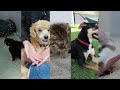 RSPCA ACT's 2023 Highlight Video