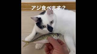 猫にアジ見せてみた2 #cats #cat #ねこ #ネコ #猫 #子猫 #仔猫