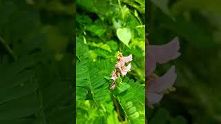 Rosary pea plant ☘️ #shorts #trend