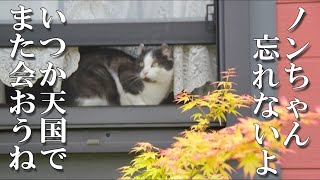 【愛猫との別れ】ノンちゃんごめん、そしてありがとう。またいつか天国で会おうね