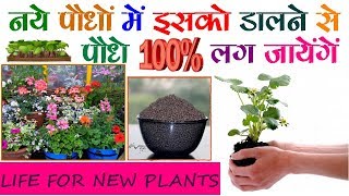 इसे डालने से छोटे पौधे  लग जायेंगे Life Line for Young and Small Plants