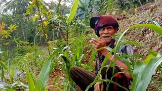 ketemu bapak petani Alhamdulillah malah dapat wejangan kejawen || hidup di desa