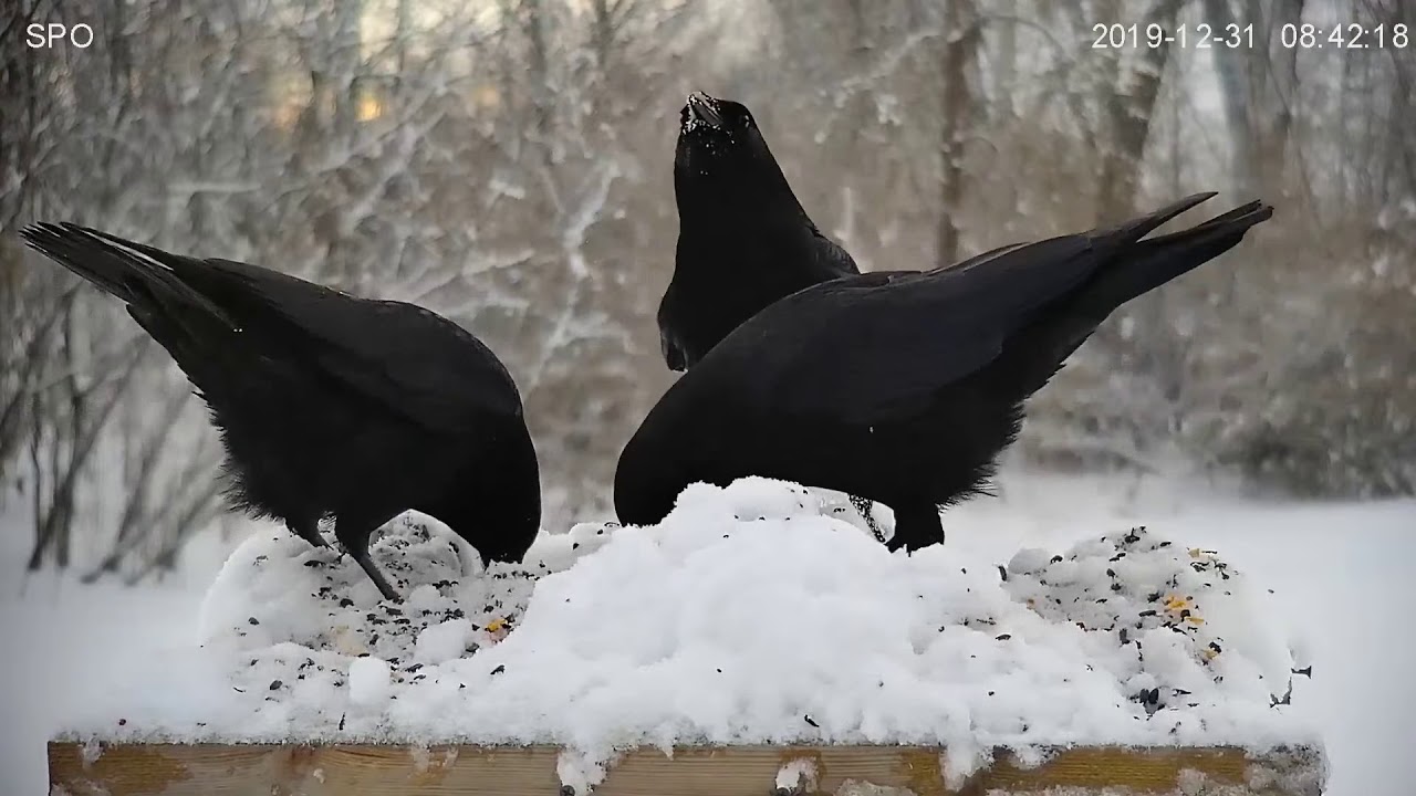 Crows Love Peanuts Youtube