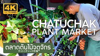 ตลาดต้นไม้จตุจักร 5 ธันวาคม 2567 Chatuchak Plant Market December 5th, 2024 チャトゥチャック市場 バンコク タイ