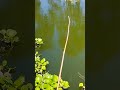 The best way to hook fishing in pond (Part-833) #shorts #fishing