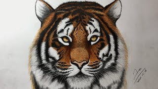 Drawing a Tiger —timelapse｜畫老虎