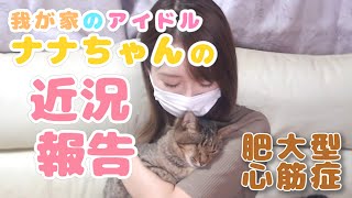 【保護猫】ナナちゃんの近況報告です【肥大型心筋症】