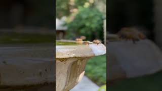 #bee#hony #today#animallover #water #drinkingwater #love #summer #today #newclips #amazing #cute