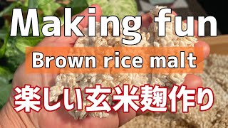 ￼楽しく玄米麹作り、その特徴を知る　￼Enjoy making brown rice koji and learn its characteristics