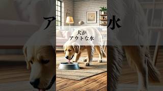 動物看護師より！犬がアウトな水！？