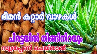 കൂറ്റൻ കറ്റാർവാഴകൾ എളുപ്പത്തിൽ വളർത്തിയെടുക്കാം Kattarvazha | Aloevera Plant Tips