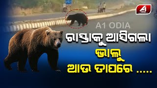 ରାସ୍ତା ଉପରେ ବୁଲୁଛି ଭାଲୁ  || A1 ODIA