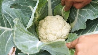 Cauliflower Profile - White Cloud Hybrid + Recipe!