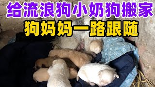 给流浪狗小奶狗搬家，狗妈妈一路跟随