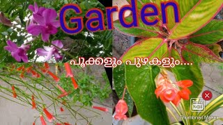 പൂന്തോട്ടത്തിലെ റാണികൾ / our small garden// ജമന്തി/  ചെമ്പരത്തി /rose/ balsam..