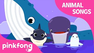 Song of the Whales | Animal Songs | Learn Animals | Pinkfong Animal Songs for Children