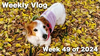 投げ納めのディスク大会に備えてピコと特訓の週でした [週刊VLOG] [Week 49 of 2024] コイケルホンディエのテラとノヴァスコシアダックトーリングレトリバーのピコとの暮らし