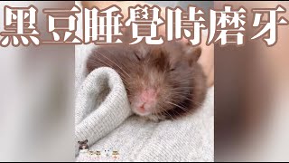 Hamsterdingding．黃金鼠睡覺時磨牙💤．黃金鼠．熊仔鼠 [黑豆Black Bean]