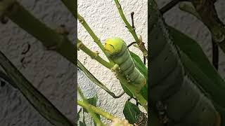 キョウチクトウスズメの幼虫をご覧下さ　あっ　おーっ!😳