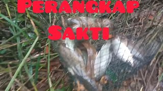 perangkap sakti#perangkap #lele mantap