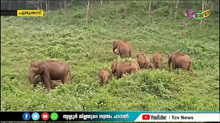 പാലപ്പിള്ളി മേഖലയില്‍ വീണ്ടും കാട്ടാനക്കൂട്ടമിറങ്ങി