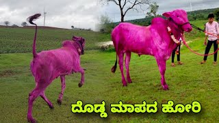 💥 ದೊಡ್ಡ ಮಾಪದ ಹೋರಿ 💥