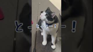 おもちゃが取れなくなってしまった時は…　When you can't get your toy...