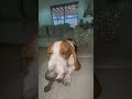 He really likes his bone 🦴🐶 #dog #dogshorts #bassethound #dogvideo #asmr #dogasmr #bone #playingdog