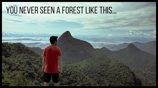 This is the World's Largest Urban Forest, Tijuca National Park - Rio de Janeiro, Brazil