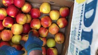 Amazing Apple Picking Very Nice (Tiktok)