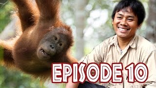 We Love Orangutans | Ahmad Suyoko - Release Coordinator at BOS Foundation Nyaru Menteng