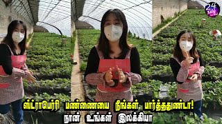 ஸ்ட்ராபெர்ரி எப்படி உருவாகுதுனு உங்களுக்கு தெரியுமா! |china strawberry farm CRI Tamil | CRI tamil |