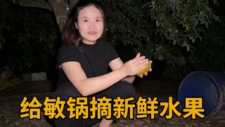 为了让敏锅吃上新鲜的水果，青妹妹半夜到果园采摘，然后装车出发广西【青妹妹】