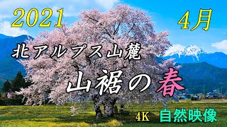 2021 安曇野・桜・野の花 北アルプス山麓 常念岳 2021 4K自然映像 Scenery of Azumino, cherry blossoms and the Northern Alps.