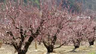 【信州の里山】森のあんず2011　Apricot blossoms at Mori in Nagano