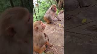 Monito Buscando su papá 🙉| Final inesperado 🤣🙊