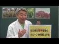 門松には「松竹梅」が使われる理由