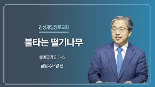 안성제일장로교회 양신 목사 / 불타는 떨기나무