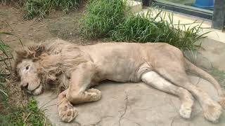 台夏🩷㉘ホワイトライオン・白獅子・セラムくん・沖縄こどもの国・・・White_Lion・Okinawa Zoo \u0026 Museum(20240530)