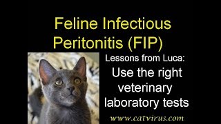 FIP: Use the right veterinary laboratory tests