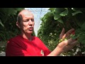 vershuys.com versflits de lekkerste en zoetste aardbeien uit belfeld van marcel dings brookberries.